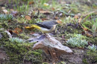 Mountain stilt, mountain stilt, (Motacilla cinerea) on a rock
