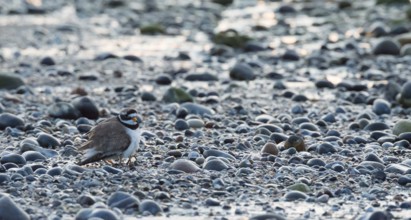 A sandplover (Charadrius hiaticula) with very young chicks under its wing, of which only the long
