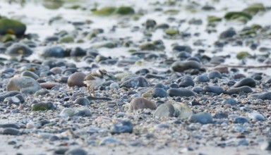 A small sandplover chick (Charadrius hiaticula) with very long legs stands well camouflaged between