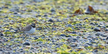 A sandplover (Charadrius hiaticula) with very young chicks under its wing, of which only the long