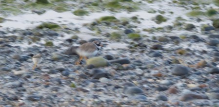 A sandplover (Charadrius hiaticula) with a very young chick runs fast across a stony beach, moving,