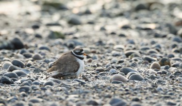 A sandplover (Charadrius hiaticula) with very young chicks under its wing, of which only the long