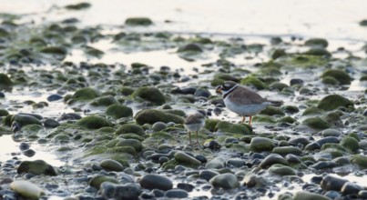A sandplover (Charadrius hiaticula) with a very young chick stands between stones and algae on a