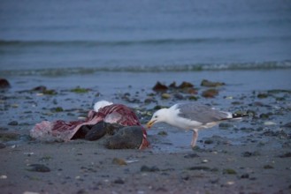 Two herring gulls (Larus argentatus) stand on a quiet, rocky sandy beach at dusk and peck at a dead