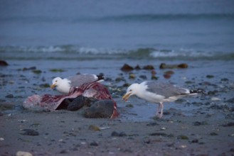 Two herring gulls (Larus argentatus) stand on a quiet, rocky sandy beach at dusk and peck at a dead