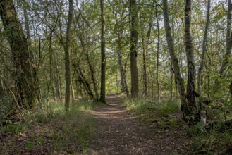 Haaksbergerveen Nature Reserve, Oberjissel Province, Haaksbergen, Netherlands