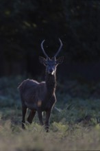 Red deer at the rutting 2025, London, Great Britain