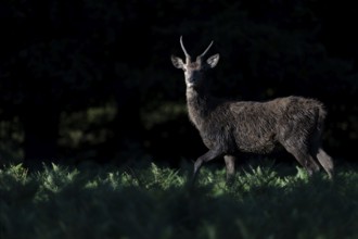 Red deer at the rutting 2025, London, Great Britain