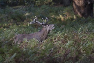 Red deer at the rutting 2025, London, Great Britain