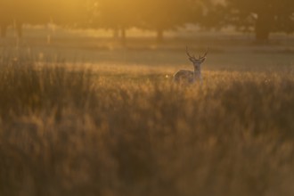 Fallow deer, London, England, Great Britain