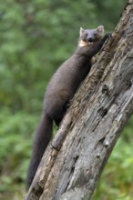 European pine marten (Martes martes), Bitburg, Rhineland-Palatinate, Germany