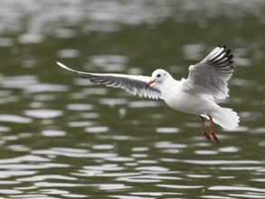 A black-headed gull in flight, Ruhrpott, North Rhine-Westphalia, Germany