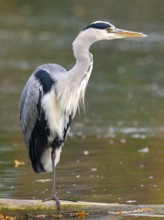 A gray heron on the water, Ruhrpott, North Rhine-Westphalia, Germany