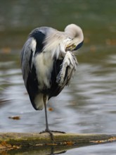 A gray heron taking care of plumage, Ruhrpott, North Rhine-Westphalia, Germany