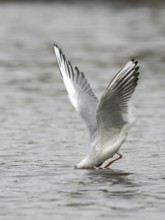 A black-headed gull fishing just in front of diving into water, Ruhrpott, North Rhine-Westphalia,