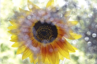 Blossom of a sunflower with beautiful bokeh, Germany