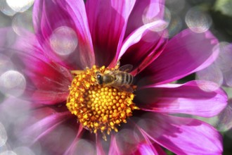 Dahlia with beautiful bokeh, autumn, Germany