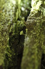 Lichen in the forest, autumn time, October, Germany