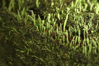 Lichen in the forest, autumn time, October, Germany