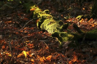 Mosses and lichens in the forest, autumn, Germany