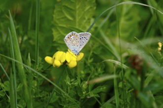 Butterfly blue, summer, Germany