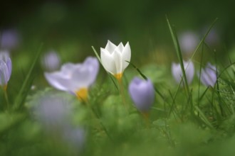 Autumn crocus, autumn time, Germany