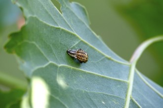 Poplar leaf beetle, larva, autumn, Germany