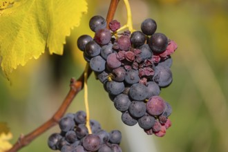 Ripe grapes in autumn vineyard on Kappelberg in Fellbach