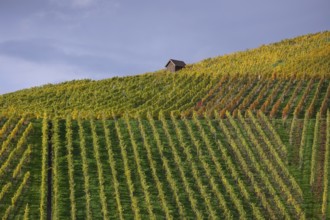 Autumn vineyard lines on the wine trail on Kappelberg near Fellbach - Stuttgart