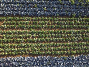 Top down view of red and green cabbage field from a drone, Devon, England, United Kingdom
