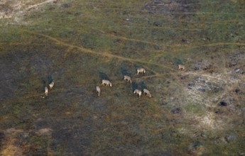 Herd of steppe zebras (Equus quagga), aerial view, Okavango Delta, Botswana
