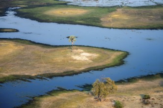 River landscape with palm tree, savanna landscape with yellow grass, aerial view, Okavango Delta,