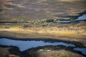 River landscape with palm trees, savanna landscape with yellow grass, aerial view, Okavango Delta,
