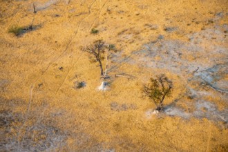 Savanna landscape with yellow grass and leafless trees, aerial view, Okavango Delta, Botswana