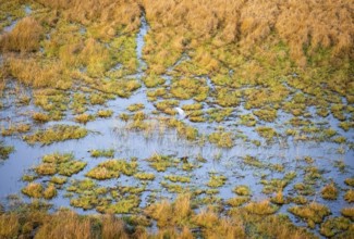 Goliath heron (Ardea goliath) flying over marshland along a river, marshland, aerial view, Okavango