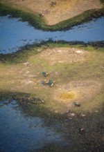 Striped gnu (Connochaetes taurinus), flock on the riverbank, river landscape, aerial view, Okavango