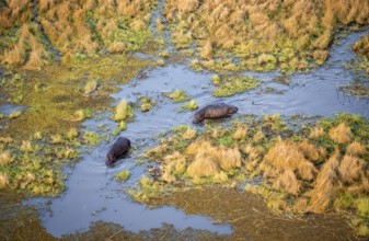 Hippos (Hippopatamus amphibius) in water, marshland, marshland, aerial view, Okavango Delta,