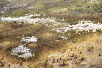 Savanna landscape with termite hills, swamp landscape, aerial view, Okavango Delta, Botswana