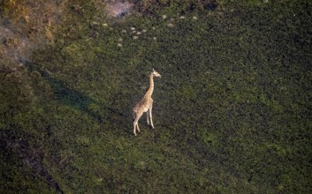 Cape giraffe (Giraffa giraffa giraffa), aerial view, Okavango Delta, Botswana