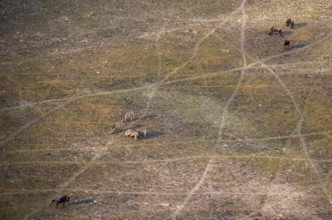 Steppe zebra (Equus quagga) and striped willow (Connochaetes taurinus), savanna landscape, aerial