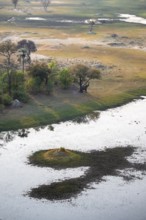 African elephant (Loxodonta africana), eating leaves, on riverbank, savanna landscape, aerial view,