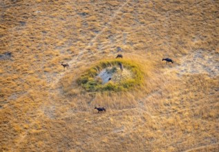 Tsessebe (Damaliscus lunatus), group on a termite hill, savanna with yellow grass, aerial view,