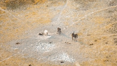 Steppe zebras (Equus quagga) rolling in dust, savanna landscape with yellow grass, aerial view,