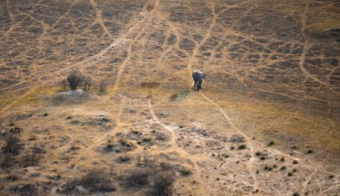 African elephant (Loxodonta africana) in dry savanna, aerial view, Okavango Delta, Botswana