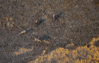 Steppe zebra (Equus quagga), savanna landscape, aerial view, Okavango Delta, Botswana