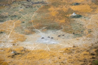 Steppe zebras (Equus quagga), savanna landscape with yellow grass and termite hills, aerial view,