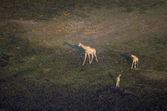 Cape giraffe (Giraffa giraffa giraffa), mother with two young animals, aerial view, Okavango Delta,