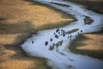 Kaffir buffalo (Syncerus caffer caffer), flock in river, aerial view, Okavango Delta, Botswana