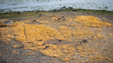 Steppe zebras (Equus quagga), riverbank, aerial view, Okavango Delta, Botswana