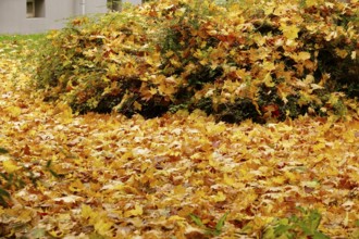 Autumn time, autumn leaves, October, Germany